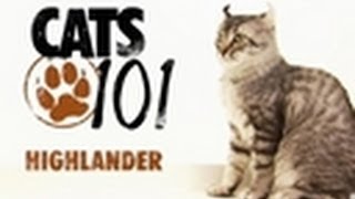 Highlander  Cats 101 [upl. by Lennox]