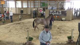 St Clair Performance Horses Keosauqua IA Sept 2024 [upl. by Israel906]