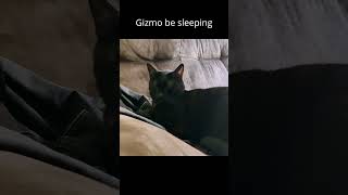 Gizmo be sleeping cat blackcat gizmo [upl. by Yttiy]