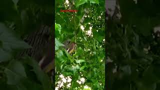 Cedar Waxwings hanging out and catching insects on the fly birdbehavior birds waxwing feeding [upl. by Veedis]