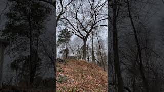 Giant Dead Elm Tree Removal tree chainsaw stihl falling [upl. by Rima]