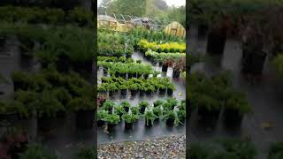 Settlemyre Nursery Valdese NC Plant Nursery Fall 2017 [upl. by Hyland]