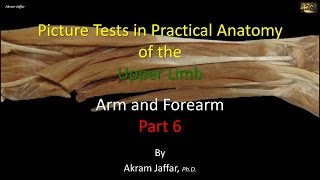 Picture tests in upper limb anatomy arm and forearm 6 [upl. by Cirtemed]