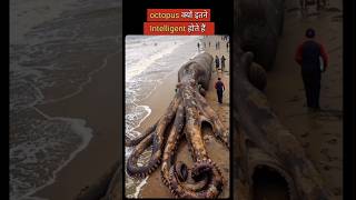 octopus shorts seaanimals facts interestingfacts [upl. by Tomi]