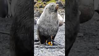 Survival Strategies of King Penguins Battling Seals and Predators penguin birds shorts [upl. by Elacsap]