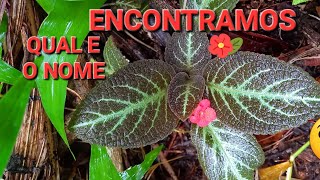 como encontrar samabaias asplenio tabete de rainha espisia encontrando caladium e Sapucaía rambutan [upl. by Dayna]