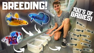 How to Breed Bettas in Tubs Super Easy [upl. by Anasxor885]