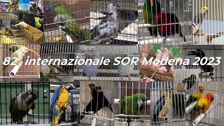 82° edizione dellinternazionale SOR 2023 Modena fiere ex Reggio Emilia VIDEO COMPLETO [upl. by Novj78]