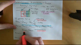 G Protein Coupled Receptors Part 3 [upl. by Haliak]