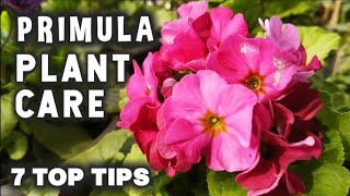 Primula Plant care How to grow Primula Plant प्रिम्युला की देखभाल कैसे करें Primula Top 7 Tips [upl. by Anihs]