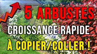 5 Arbustes à Croissance RAPIDE pour se Cacher RAPIDEMENT  Arbustes Persistants  Caducs [upl. by Bryanty]