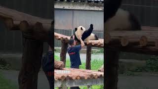 Pandas Lazy Behavior in Real Life Captured [upl. by Joses]