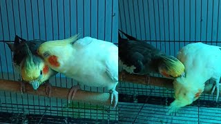 cockatiels preening each other❤️🐣│cute video│brownie and whitey [upl. by Christin]