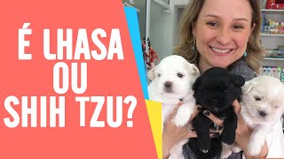 Diferenças entre Shih Tzu e Lhasa Apso UMA HISTÓRIA REAL  Ju Almeida Pet [upl. by Alenairam875]