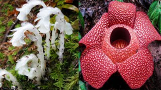 15 MOST Strange and Unusual Plant Species [upl. by Ebenezer]