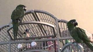 Hahns Macaws Oscar amp Annabelle Talking amp Singing [upl. by Biebel]