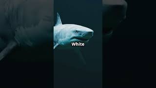 Orcas vs Great White Sharks sea [upl. by Annirac]