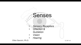 Special Senses BIO 201 Human Anatomy amp Physiology I [upl. by Milinda153]