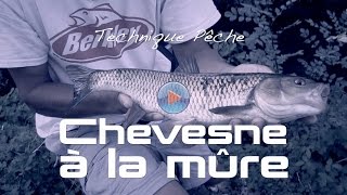 Pêche du Chevesne à la mûre  Technique de pêche [upl. by Idnat]