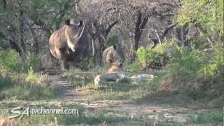 Rhino vs Lion Unexpected Wildlife Encounter [upl. by Nellek]