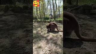 Maman et bébé Kangourou  Trop Mignon 😍 [upl. by Golda]