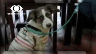 Tragédia em Petrópolis Moradora pede ajuda para salvar animais [upl. by Anelet]