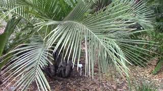 Jubaeopsis caffra Kafir Palm in Brevard County FL [upl. by Hadrian]