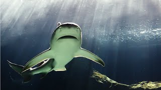 Bull sharks are built like tanks  Oceana [upl. by Durrace]