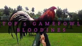 TOP 5 GAMEFOWL BLOODLINES [upl. by Traweek]