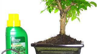 ligustrum indoor bonsai selection [upl. by Lopes]