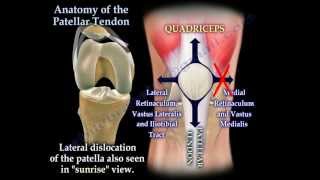 Anatomy Of The Patellar Tendon  Everything You Need To Know  Dr Nabil Ebraheim [upl. by Curren]