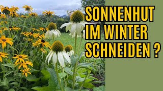 Sonnenhut schneiden  Mit einem Rückschnitt der Blüten fördert ihr die Winterhärte [upl. by Kus]