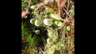 Biologie végétale S2 les thallophytes partie 2  les champignons et les lichens [upl. by Wasson]