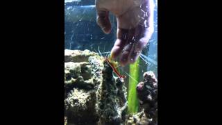 Cleaner Shrimp clean human hand and finger nails [upl. by Avilys]