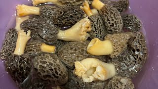 My Mamaw’s wild morchella mushroom recipe [upl. by Ahsil343]