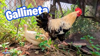 Mi Gallina de Guinea o Gallineta 😍 Libre se va Cómo conviven Alimentando a mis Animales [upl. by Yseulte]