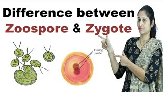 Difference between Zoospore and Zygote in Hindi [upl. by Otokam]