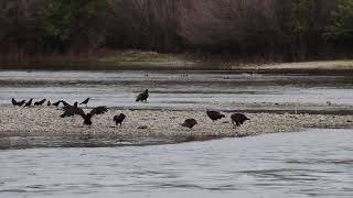 Redding EaglesSub Adult amp Immature Eagle on Gravel Bar [upl. by Esilrac]