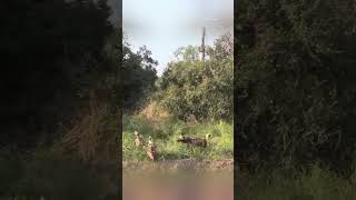 Three Wild Dogs Skillfully Trap and Bring Down a Bushbuck Antelope [upl. by Adnohr]