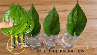 Betel growing tips in water l simple but effective method [upl. by Anaib]