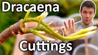 How to Grow Dracaena Plant from Cuttings  Dragon Tree Propagation [upl. by Deacon]