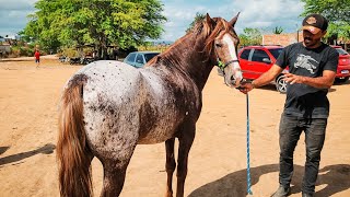 FEIRA DE CAVALO E GADO DE ALTINHO PE NESTA SEXTA VÉSPERA DE FERIADO 060924 nordeste [upl. by Oznohpla]