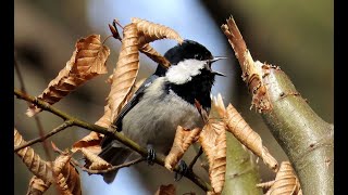 1289 Sýkora uhelníček Coal Tit Tannenmeise Zwarte mees Mésange noire Московка Sosnówka [upl. by Oimetra]