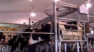 DeLaval Cascade™ Parallel Parlour  DeLaval [upl. by Oflunra354]