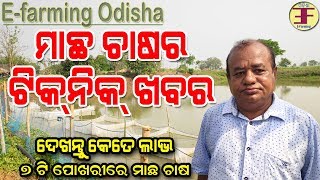 ଓଡ଼ିଶାର ଜଣେ ସଫଳ ମାଛ ଚାଷୀ Commercial fish farming in odisha [upl. by Mirth]