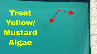 How to Treat Yellow Algae or Mustard Algae in Your Pool [upl. by Ilah]