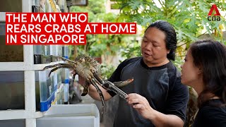 The crab condo guru Meet the man who rears crabs at home in Singapore [upl. by Ainslie680]