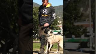 Obedience Training Transforms Dogs dogtraining dogtrainer dogcoach shorts dogtrainerslife [upl. by Susie]