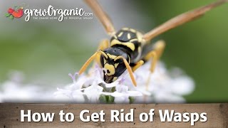 How to Get Rid of Wasps [upl. by Noizneb]