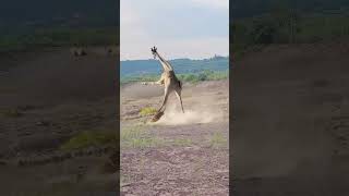 Giraffe vs Lion fight NatGeo animalplanet discovery wildlife nature [upl. by Blau705]